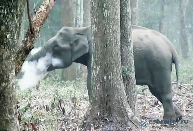 Камера наблюдения поймала в объектив «слона-курильщика»