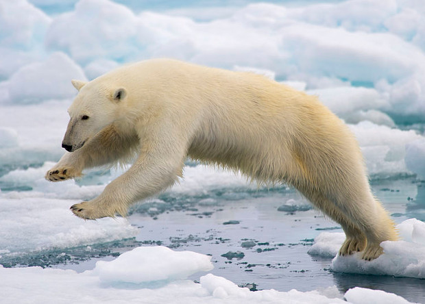Органические загрязнения в Арктике ослабили кость в пенисе белых медведей