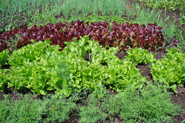 Чтобы укроп и салат выросли на даче как можно раньше