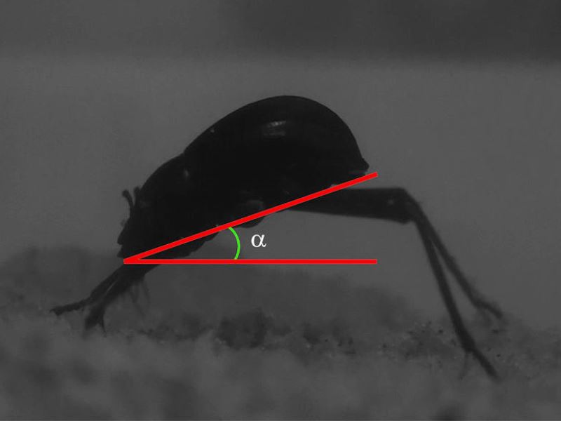 Подсказки природы: насекомые умеют получать влагу из тумана