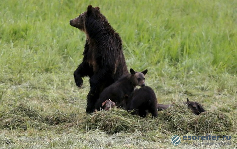 Как закон о защите животных превратил медвежат в «маменькиных сынков»