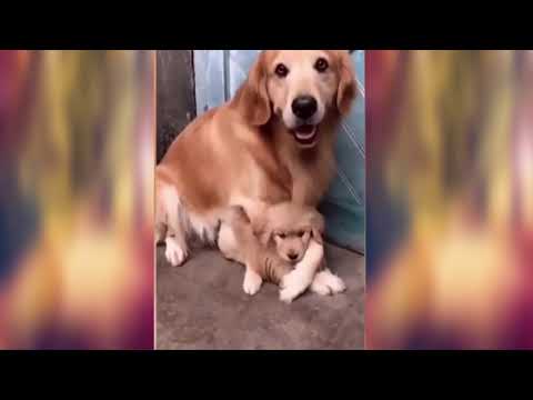 Собака мать не отдаёт щенка (видео)