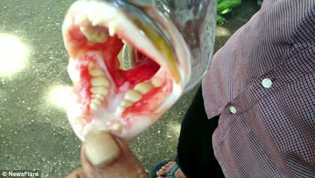 Морской монстр. В Индонезии нашли рыбу с человеческими зубами.