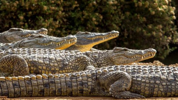 В Австралии рыбак провел два дня среди крокодилов