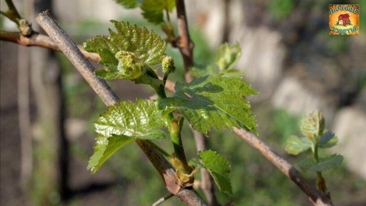 Весенняя ПОДКОРМКА ВИНОГРАДА Чем удобрять виноград весной ДАЧНЫЕ СОВЕТЫ и РЕКОМЕНДАЦИИ
