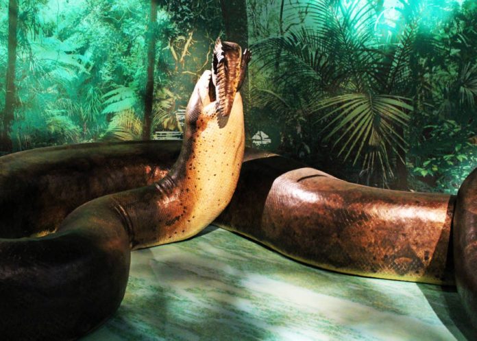 Титанобоа – змея из далекого прошлого длиной в 15 метров