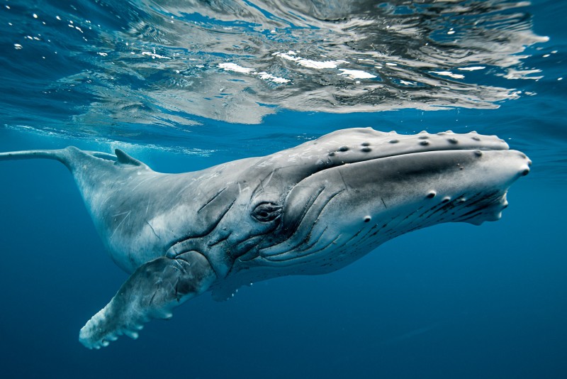 Горбатые киты и их пение