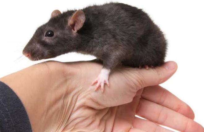Крысы: в каких случаях они нападают на человека