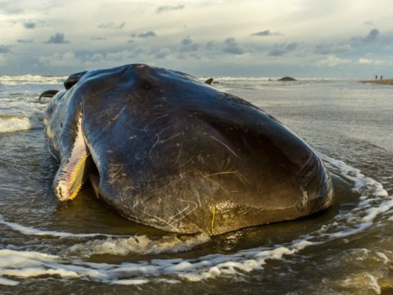 Экологическая катастрофа: морские животные гибнут от пластикового мусора