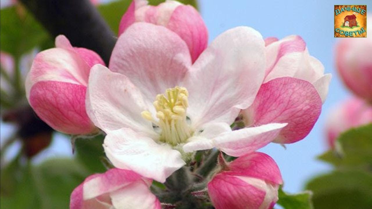 Чем подкормить ЯБЛОНЮ весной перед цветением Как приготовить удобрение ДАЧНЫЕ СОВЕТЫ
