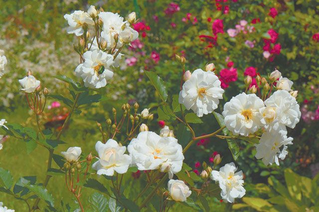 Летняя и осенняя обрезка роз: что важно помнить?