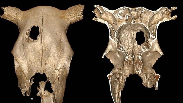 5000 лет назад корове сделали трепанацию черепа