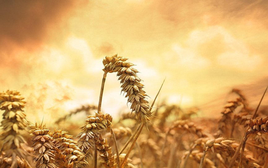 Россия возвращает себе статус пшеничного магната