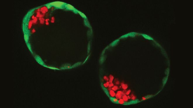 Ученым удалось создать синтетические эмбрионы из стволовых клеток