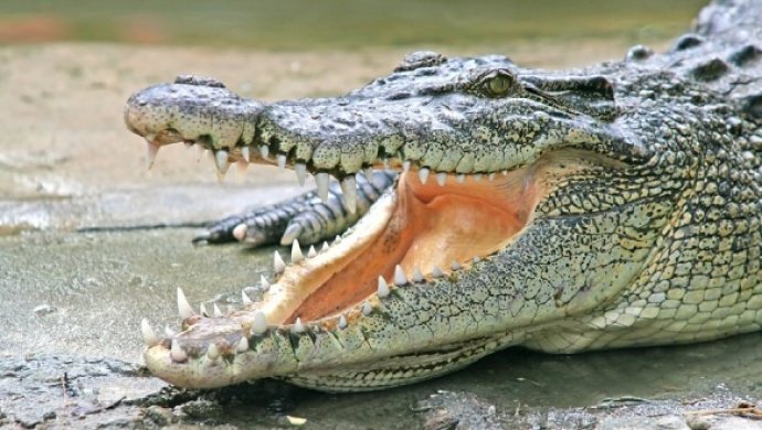 Покормить гиену, довести крокодила: что творят посетители зоопарка