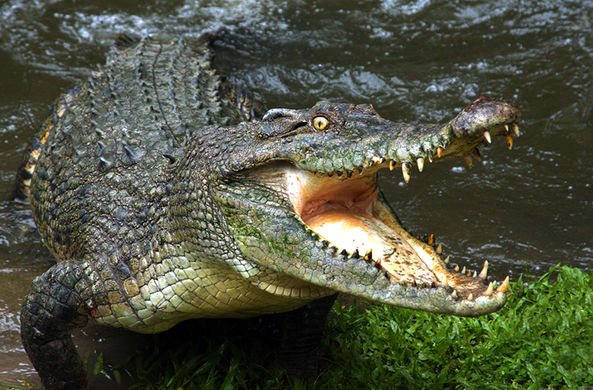 Крокодилам дали послушать Баха в сканере МРТ