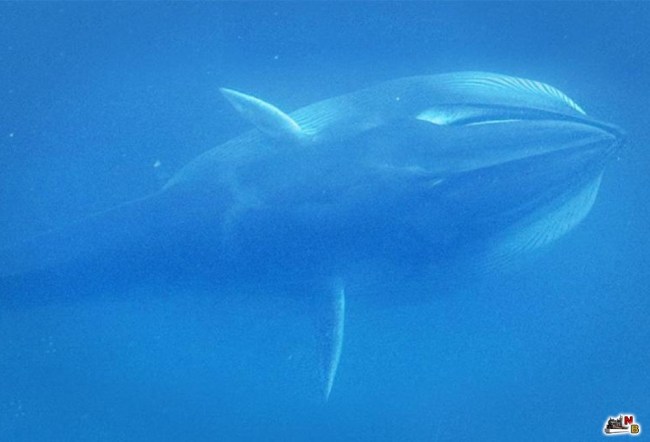 Биологи сняли на видео редчайшего зубатого кита