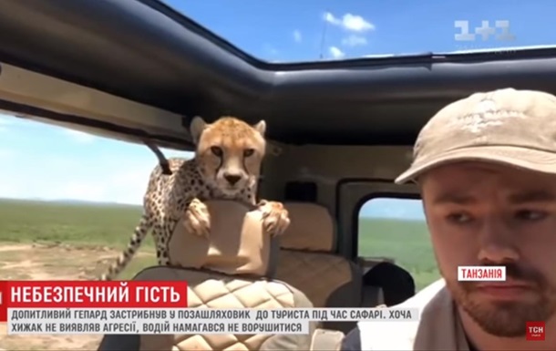 В Сети появилось видео нападения гепардов на туристов