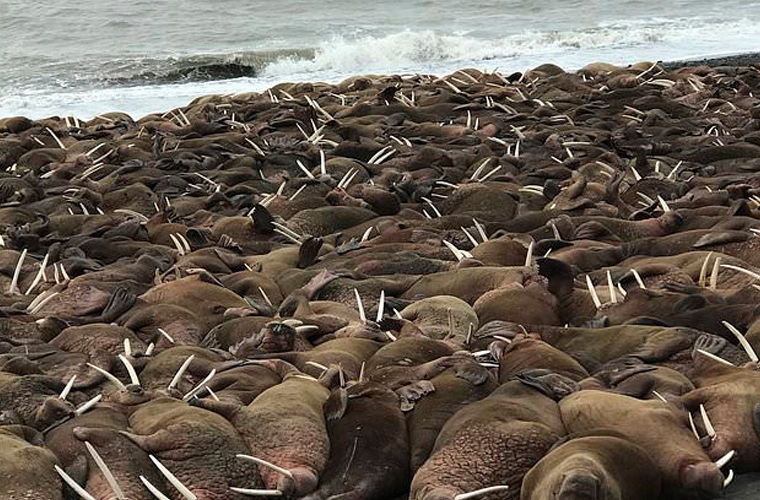 Тысячи моржей оккупировали посёлок на Аляске