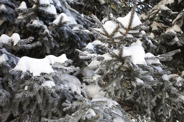 Майский снег выпал в Новосибирской области