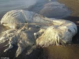 Гигантского волосатого монстра выбросило на берег Филиппин