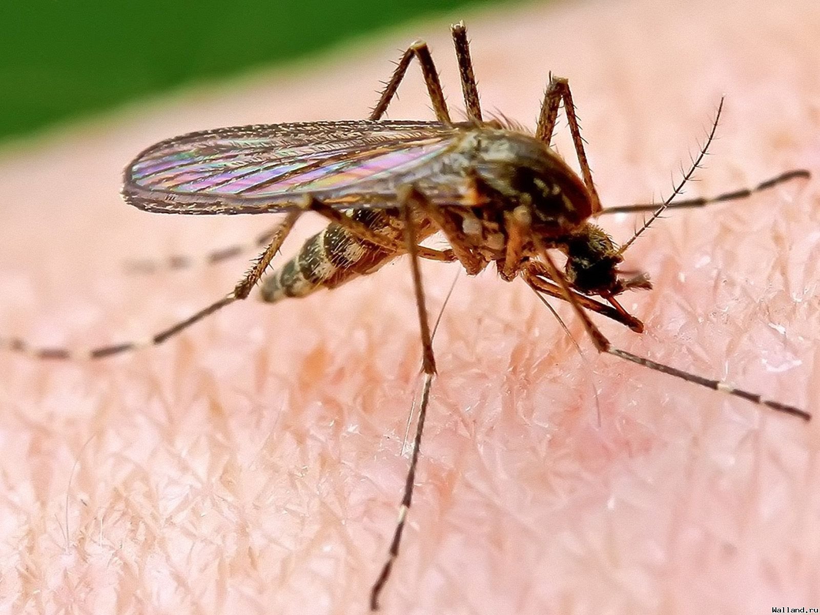 Иммунная буря. Учёные рассказали о влиянии комариных укусов на организм человека