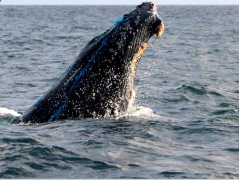 Пугающая природа: киты без хвостов