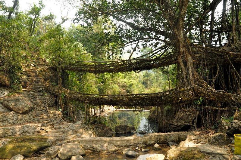 В Индии выращивают «живые мосты»
