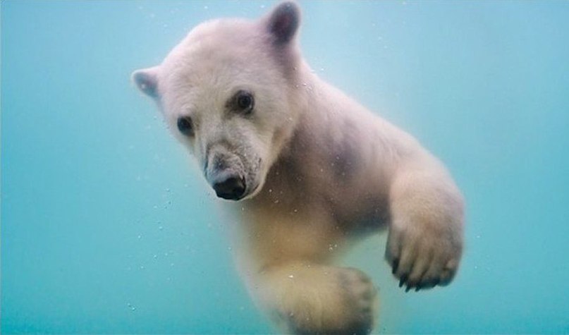 Добесился!!! Белый медвежонок упал в воду и зовёт маму!