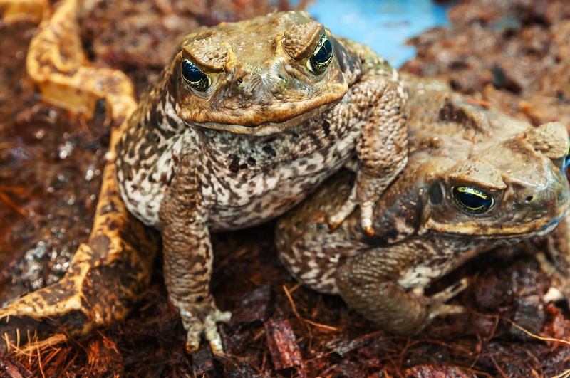 Зачем австралийцам День изгнания жабы?