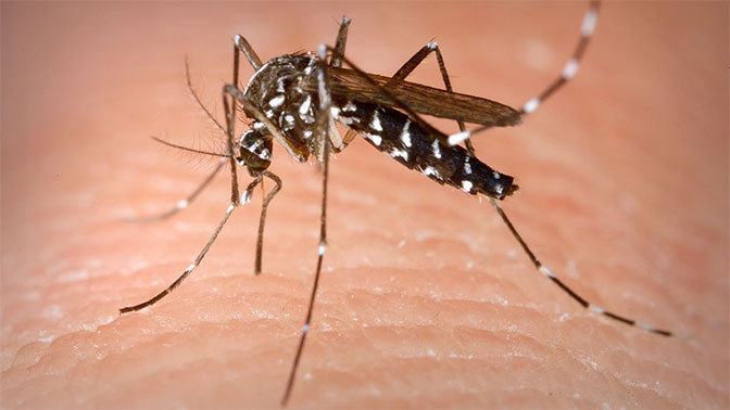 В Россию прилетели комары-менингитчики