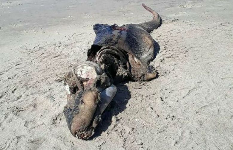 На один из пляжей Туманного Альбиона океан выбросил загадочное существо
