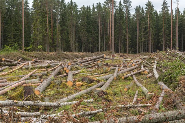 Плата за кубометры. Как заставить восстанавливать лес после вырубок?