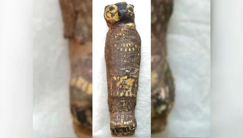 Что поведали останки мумифицированного сокола