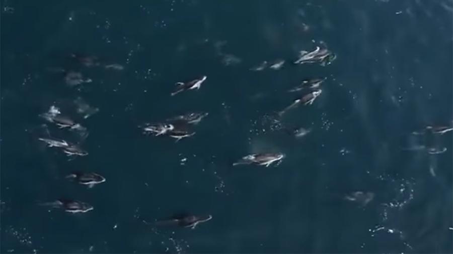 Большая стая дельфинов окружила самку горбатого кита с китенком у берегов Калифорнии