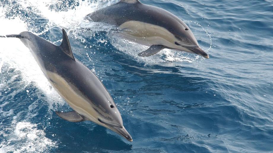 Дельфины устроили шоу в Геленджикской бухте