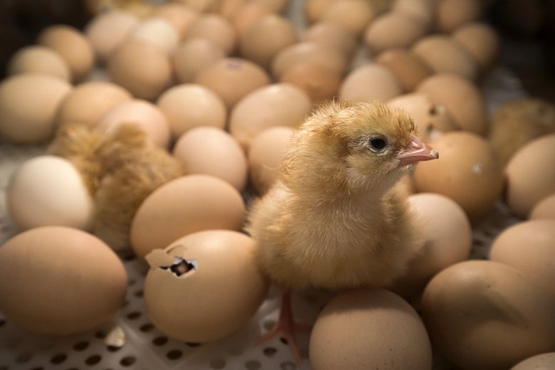 В Грузии выбросили на свалку просроченные яйца – и здесь из них вылупились сотни цыплят