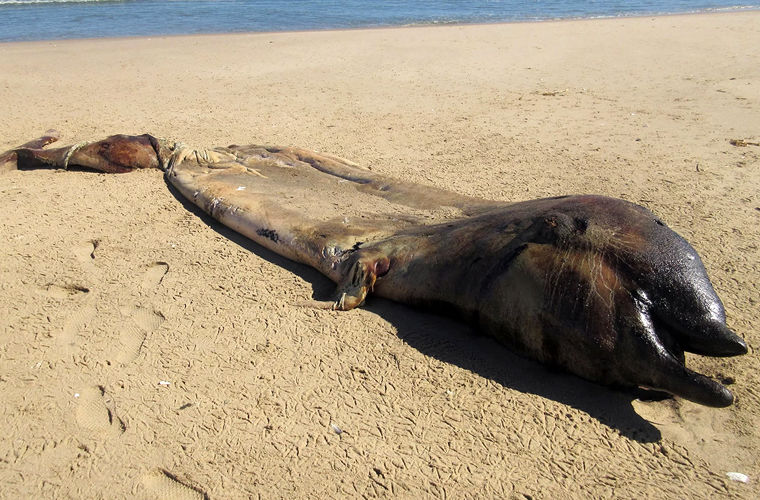 Тело загадочного морского существа выбросило на побережье Намибии