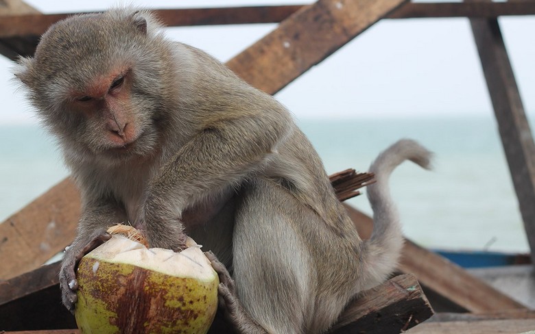 В Таиланде на погрузочно-разгрузочных работах используют труд обезьян
