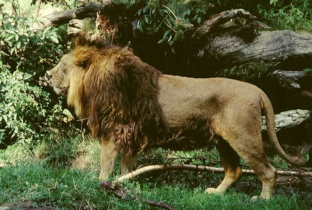 Индийские коровы победили редких азиатских львов
