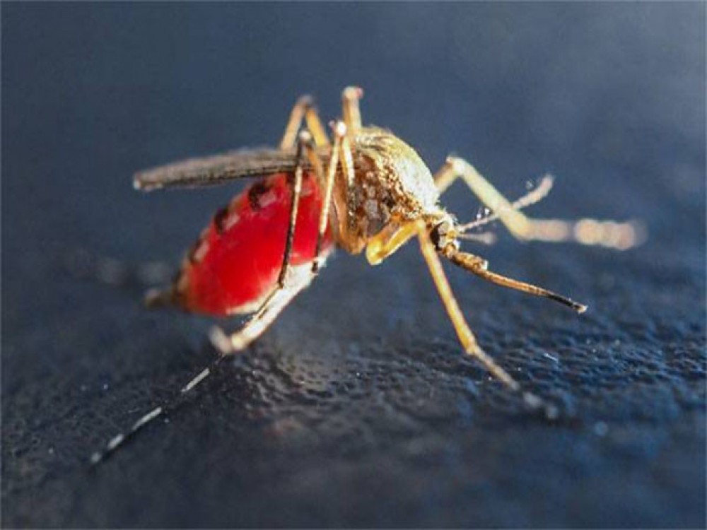 Почему военные специалисты в США заинтересовались изучением укуса комара?