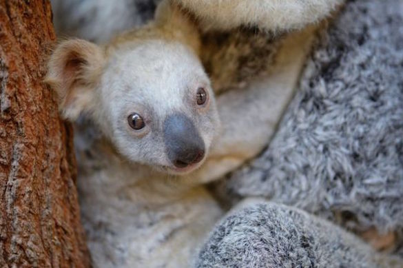 Редкая белая коала родилась в одном из зоопарков Австралии