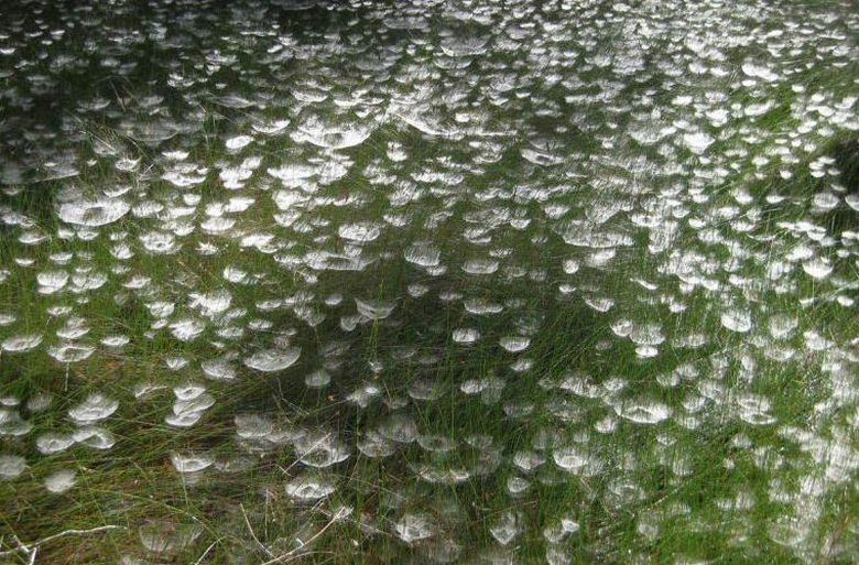 Пауки создали в парке иллюзию подводного сада с медузами