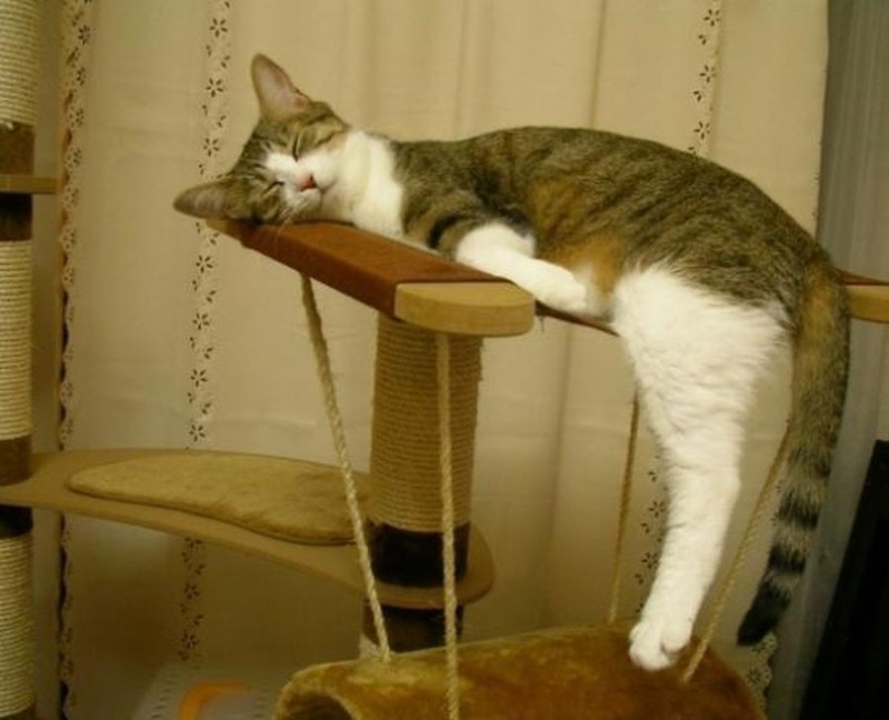 Коты, познавшие науку сна