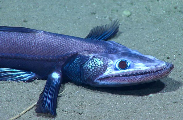Необычных красочных морских существ нашли в районе континентального смещения на глубине 2 км.