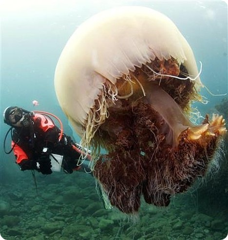 Гигантская медуза Номура