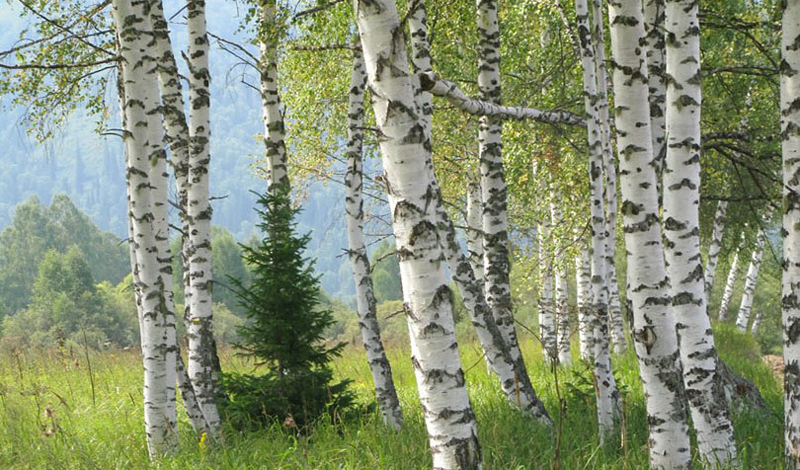 Эти деревья помогут выжить в лесу