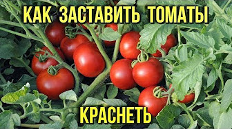 Как ускорить покраснение томатов на огороде Дачные хиртости Получаем большой урожай помидор
