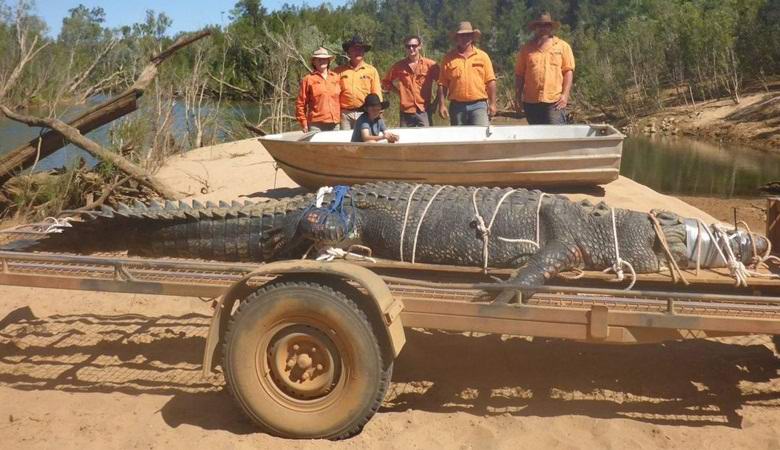После десятилетия охоты в Австралии поймали легендарного крокодила