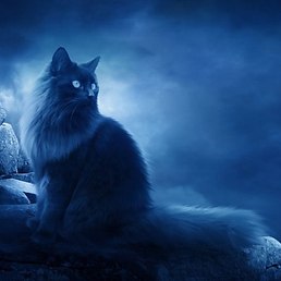 Мистические способности кошек: целительство, телепортация, телепатия и путешествия по другим мирам